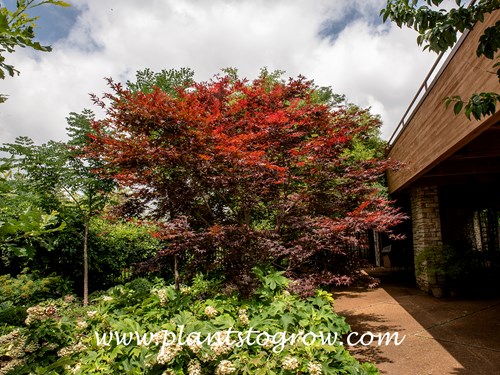 Emperor 1 Japanese Maple (Acer palmatum)